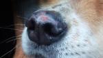 Болячка на носу у собаки