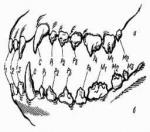 Стоматология для собак
