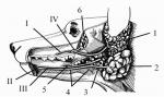 1-околоушная слюнная железа, 2- подчелюстная, 3,4,5 - подъязычная,6 - орбитальная. 