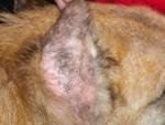 Грибковые заболевания кожи у собак