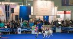 World Dog Show 2016