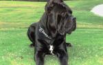 Итальянский Кане Корсо (Italian Cane Corso) 343