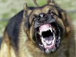 Приступы агрессии у собаки