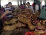 Фестиваль собачьего мяса в китае