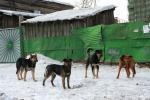 Стаи на промзонах: продолжаем разговор