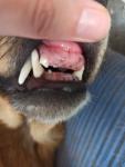 Нет зубов у молодой собаки
