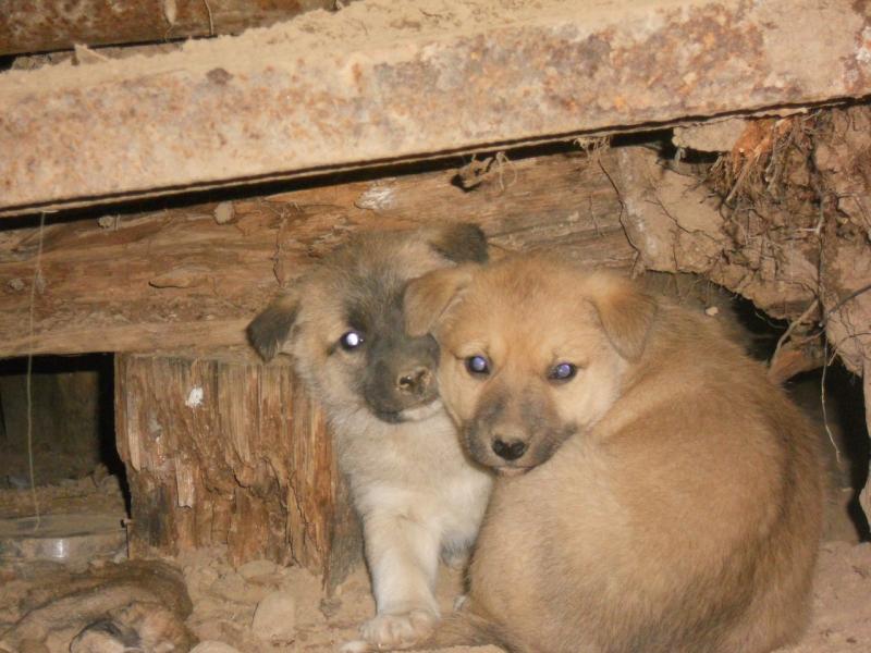 Фото собак на пристройство