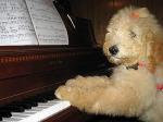 Музыкальные собаки