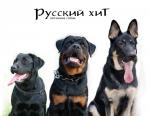 Собаки питомника Русский Хит