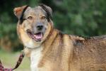АГАТА - умная, верная, самая преданная и надёжная собака в поисках семьи и дома.