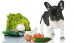 Как выбрать корм для собаки