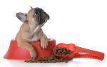 Как приучить щенка есть сухой корм