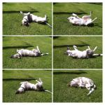 В память о нашем барбосе Чаби