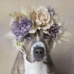 Софи Гомонд: фотографии в поддержку брошеных собак