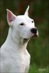 Мой DOGO ARGENTINO