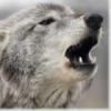 Аватар пользователя CharlieBarkin