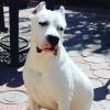 Аватар пользователя DogoArgentino