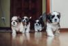 Аватар пользователя TanyaShihTzu